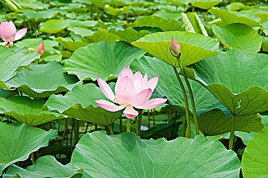 《博德之门3》TGA前导预告 更多消息TGA公布